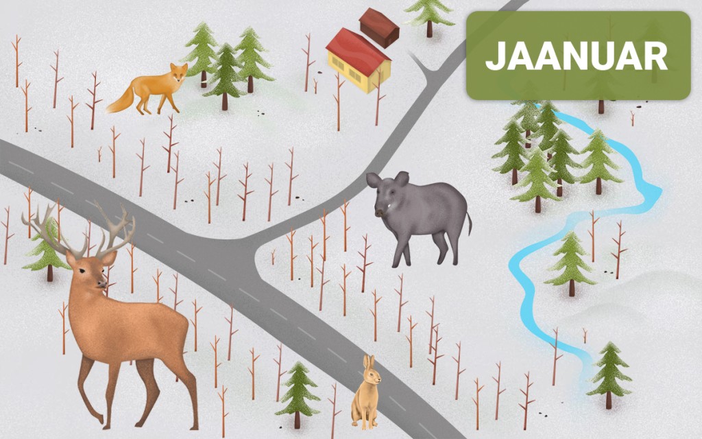 Metsloomad sõiduteel - jaanuar