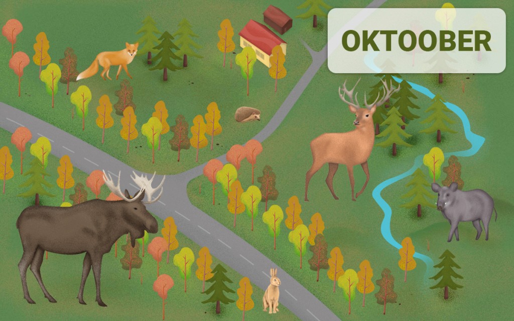 Metsloomad sõiduteel - oktoober