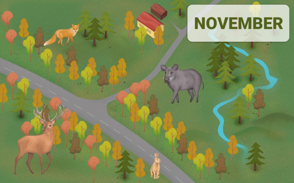 Metsloomad sõiduteel - november