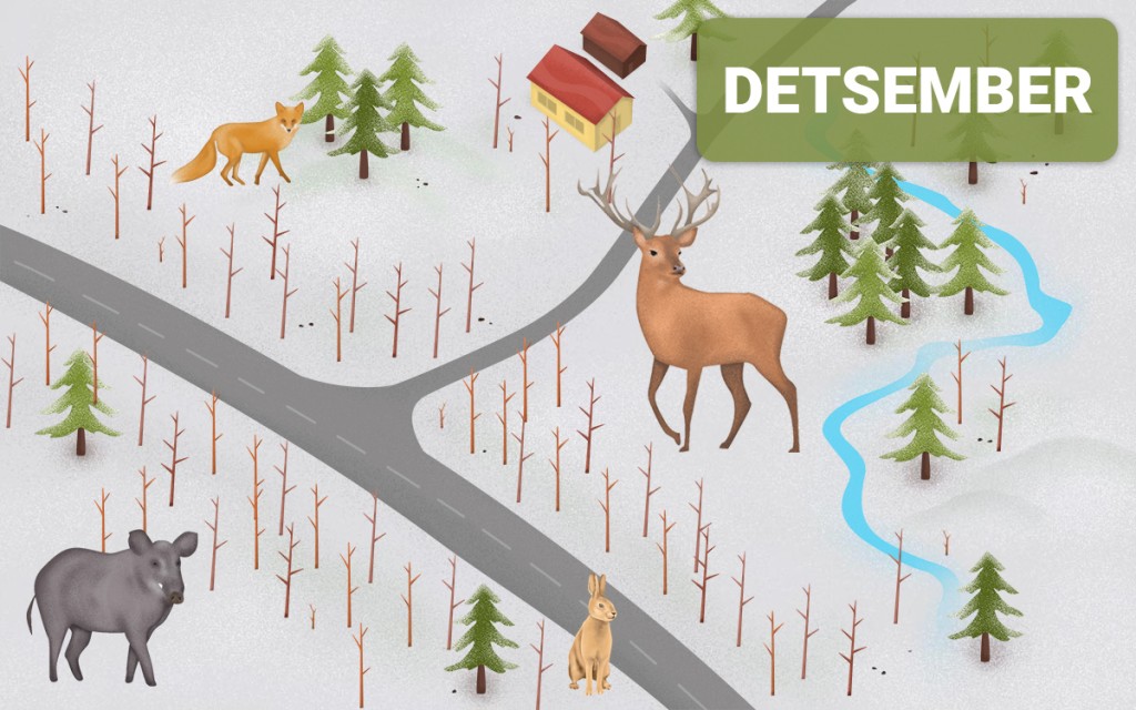 Metsloomad sõiduteel - detsember